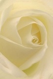This image invites you deep within the heart of a creamy white rose, each petal unfolding with extraordinary tenderness and almost whisper-like poise. Swirls of ivory create a soft vortex, illuminated by gentle shadows that bring out the flower's depth and subtle drama. The light is serene, echoing the peaceful ambiance of an early Dartford morning; the petals themselves appear as if touched by dew, pure and luminous. To a florist's eye, the artistry is apparent-each petal positioned for maximum impact, the overall mood exuding reverence and inspiration. Whether chosen to convey sympathy, admiration, or to mark a new beginning among Dartford friends and families, the rose's understated fragrance seems to linger, its presence both soothing and uplifting. Available for same-day delivery across Dartford, this floral composition captures the profound emotion and craft of making each bouquet a meaningful gesture.